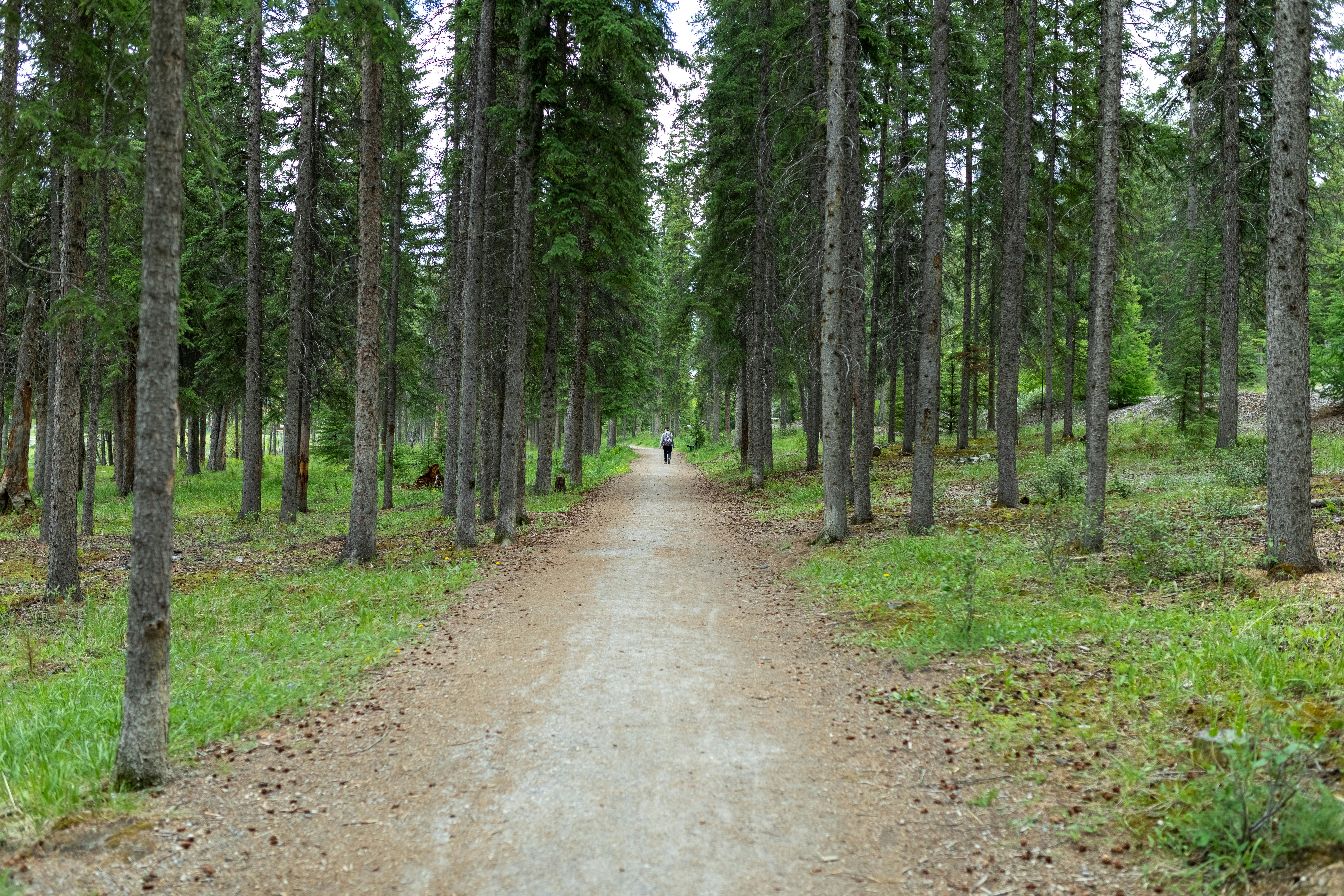 person in white jacket walking on pathway between green trees during daytime